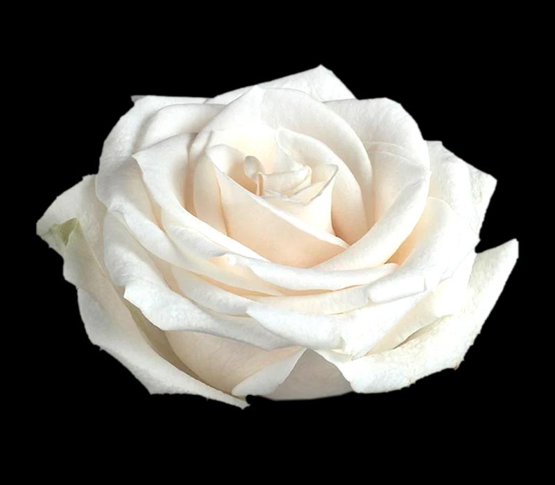 VENDELA COLOMBIAN ROSE