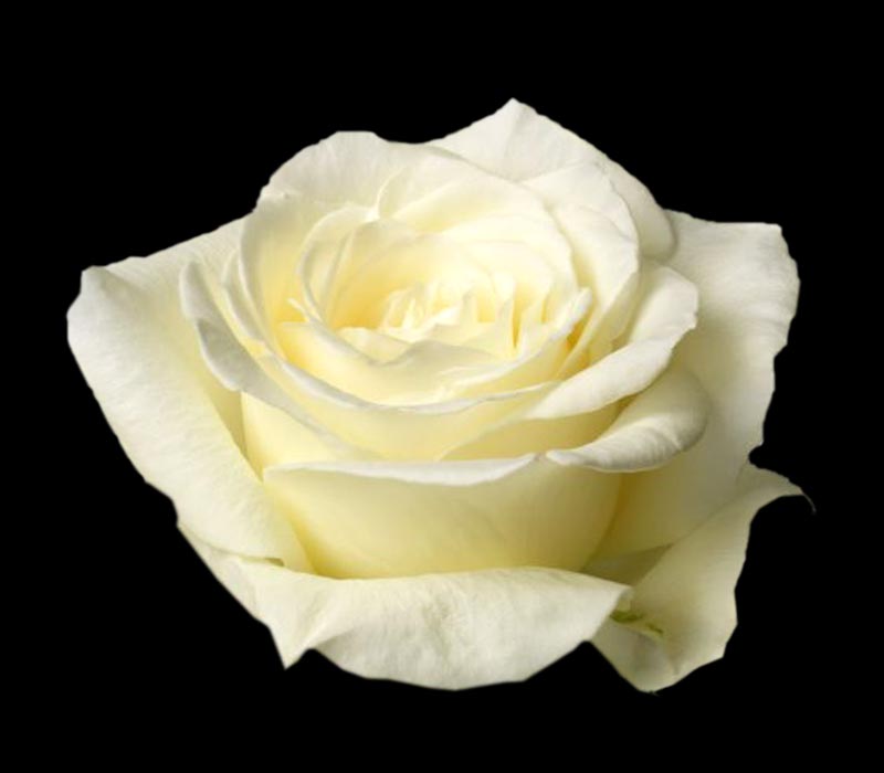 MONDIAL COLOMBIAN ROSE