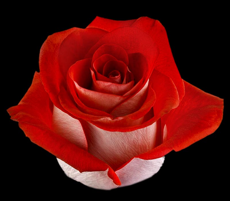 BLUEZ COLOMBIAN ROSE