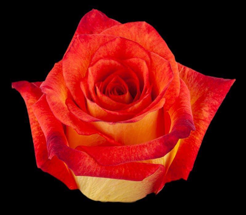 DAKAR COLOMBIAN ROSE