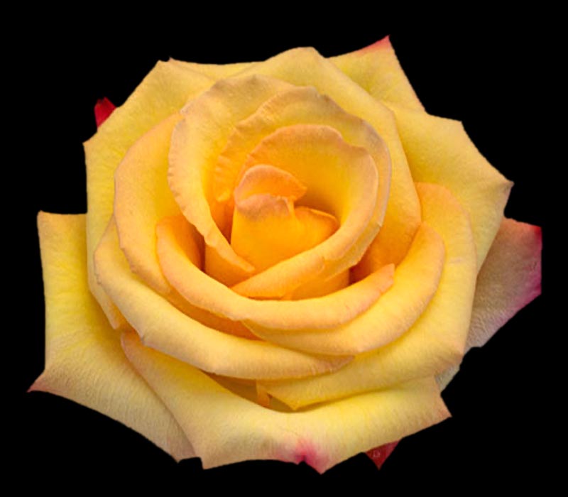 FUEGO COLOMBIAN ROSE