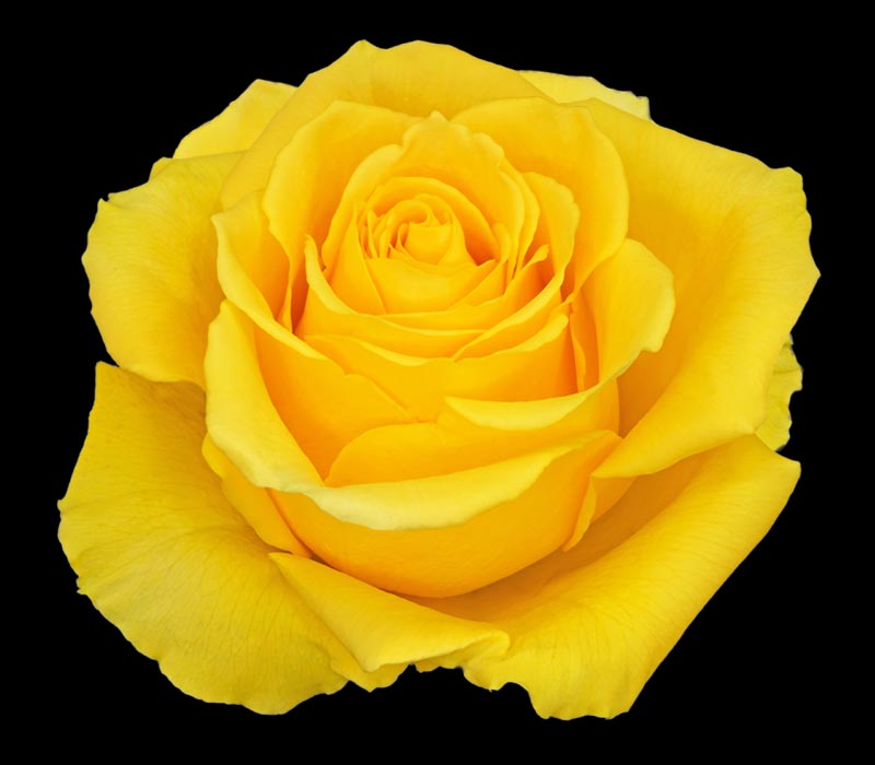 GISELLE COLOMBIAN ROSE