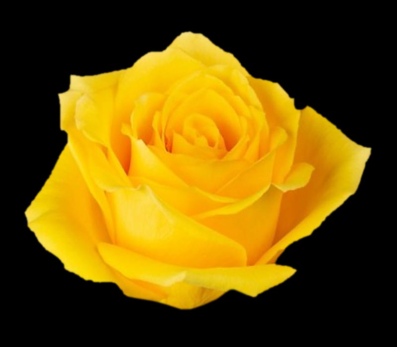 GOLDFINCH COLOMBIAN ROSE