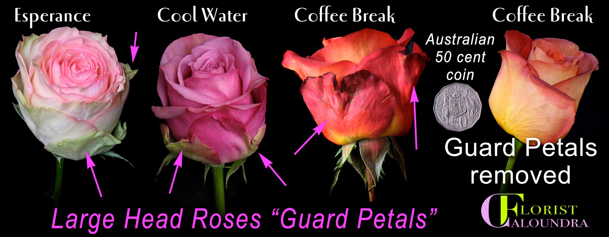 COLOMBIAN ROSE GUARD PETALS