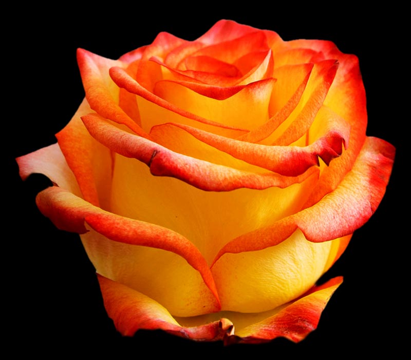 HIGH MAGIC COLOMBIAN ROSE