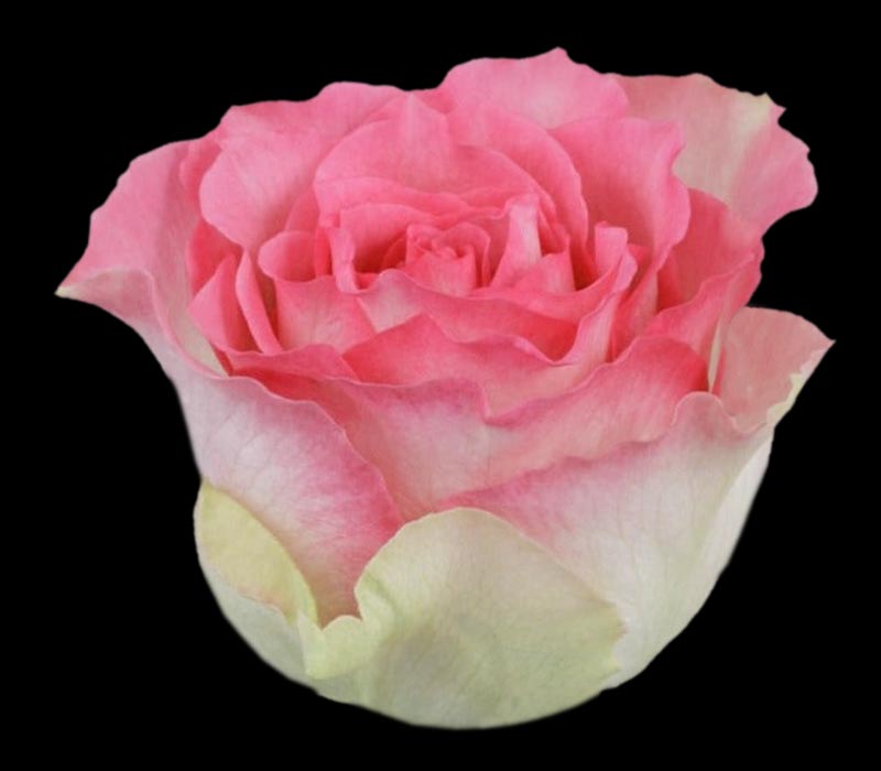 MALIBU COLOMBIAN ROSE