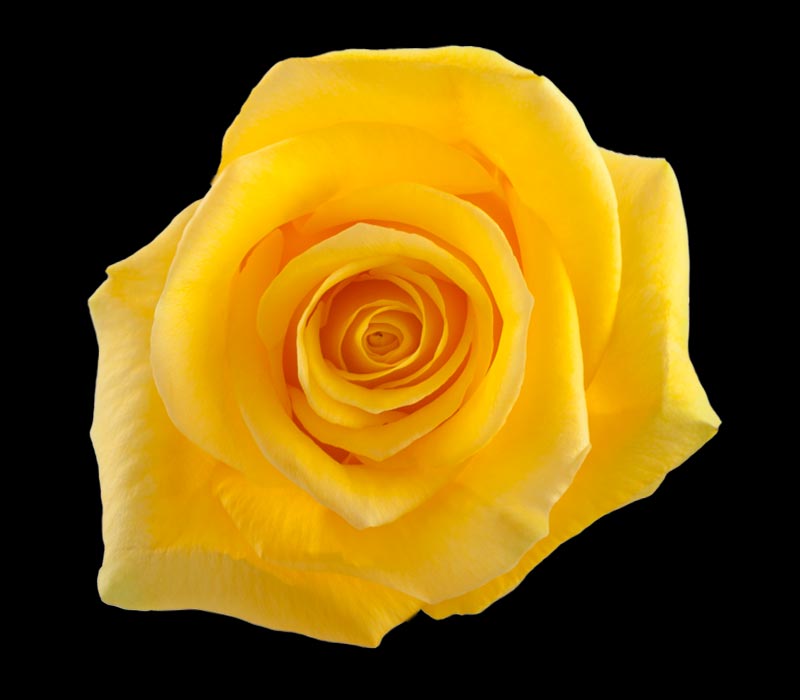 MOMENTUM COLOMBIAN ROSE