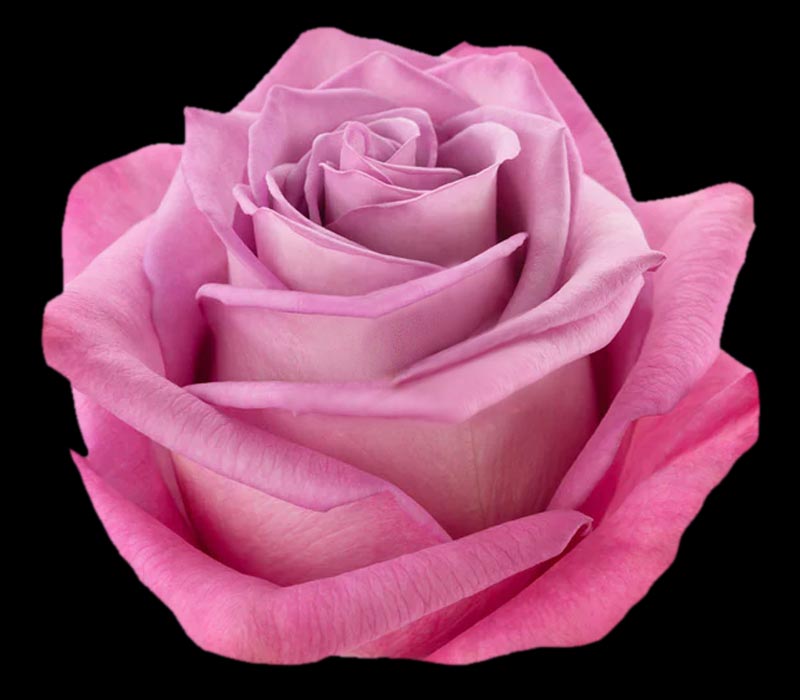 MOODY BLUES COLOMBIAN ROSE