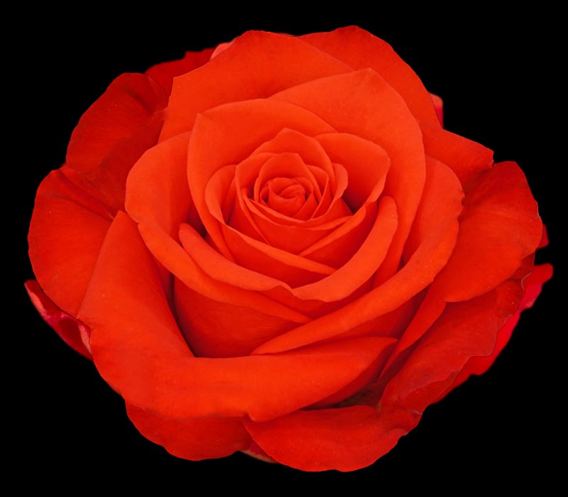 NEW FACE COLOMBIAN ROSE