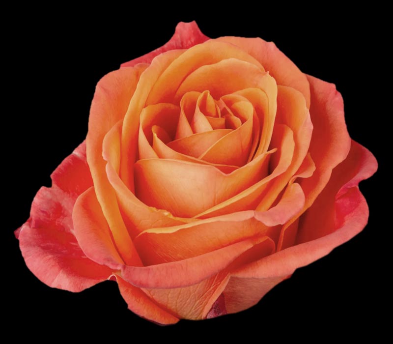 ORANGE CRUSH COLOMBIAN ROSE