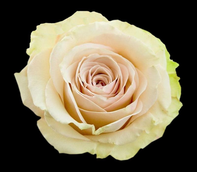 POMPEII COLOMBIAN ROSE