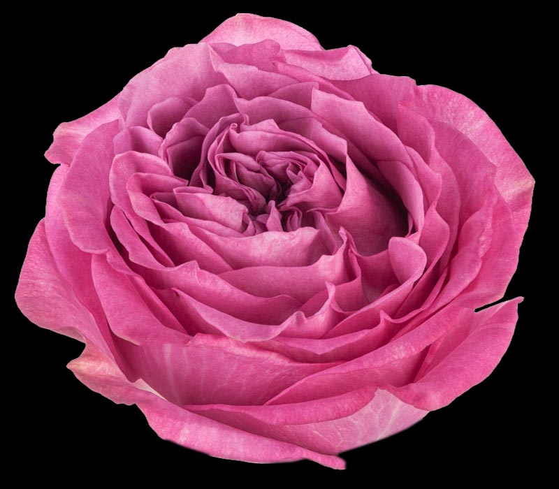 QUEENS CROWN COLOMBIAN ROSE