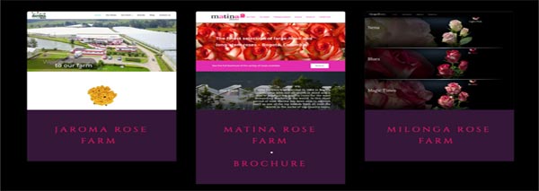 COLOMBIAN ROSE FARMS