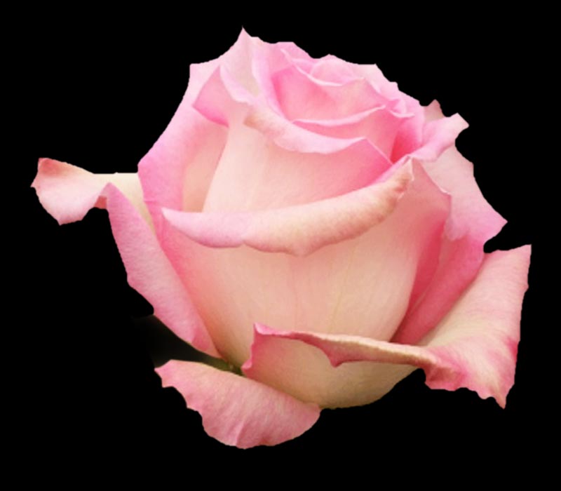 STARFISH COLOMBIAN ROSE