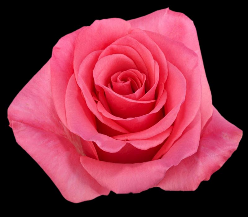 TABATHA COLOMBIAN ROSE