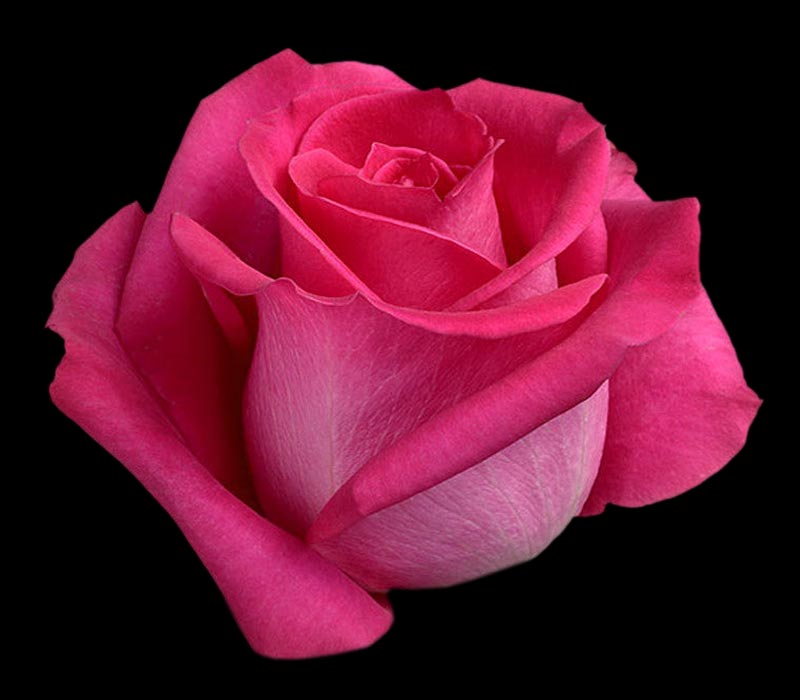 TOPAZ COLOMBIAN ROSE